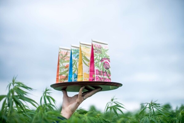 Hemp Chai - Tè Chai di Canapa 50 gram - Dutch Harvest tè sfuso