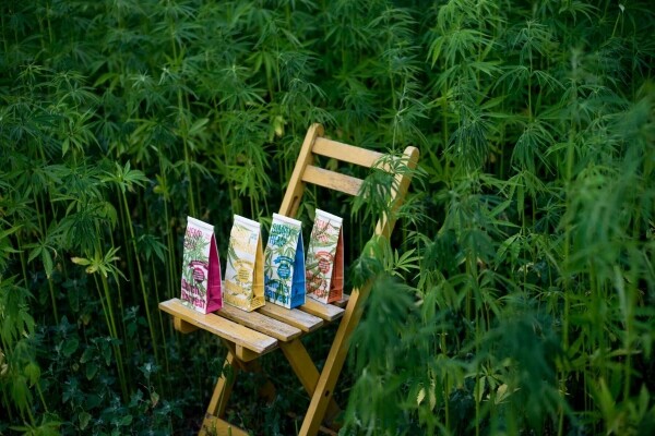 Hemp & Curcuma - Tè di Canapa & Curcuma 50 gram - Dutch Harvest tè sfuso