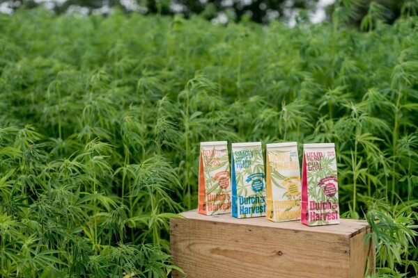 Hemp & Curcuma - Tè di Canapa & Curcuma 50 gram - Dutch Harvest tè sfuso