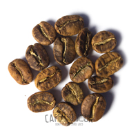 Chicchi di caffè nella fase giallo/marrone